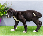 Small Photo #134 Great Dane Puppy For Sale in WAKARUSA, IN, USA
