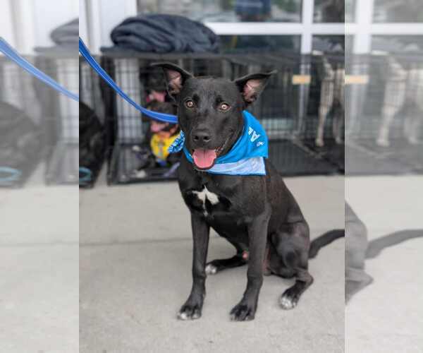 Medium Photo #10 Mutt Puppy For Sale in White Bluff, TN, USA