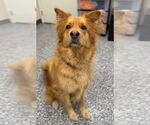 Small #1 Mutt