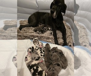 Great Dane Puppy for Sale in LAREDO, Texas USA