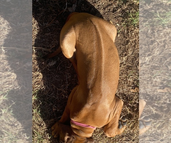 Medium Photo #31 Rhodesian Ridgeback Puppy For Sale in KELLER, TX, USA