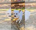 Small #34 Chihuahua Mix