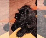Small #1 Schnauzer (Miniature)