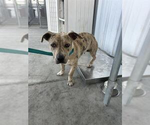 Mutt Dogs for adoption in Bakersfield, CA, USA