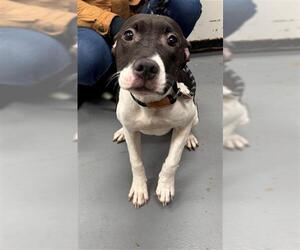 Mutt Dogs for adoption in Peoria, IL, USA