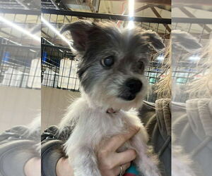 Shih Tzu Dogs for adoption in Foristell, MO, USA