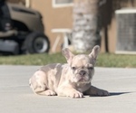 Small #6 French Bulldog