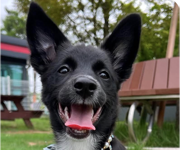 Medium Photo #1 Collie-Unknown Mix Puppy For Sale in San Ramon, CA, USA