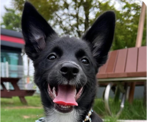 Collie-Unknown Mix Dogs for adoption in San Ramon, CA, USA