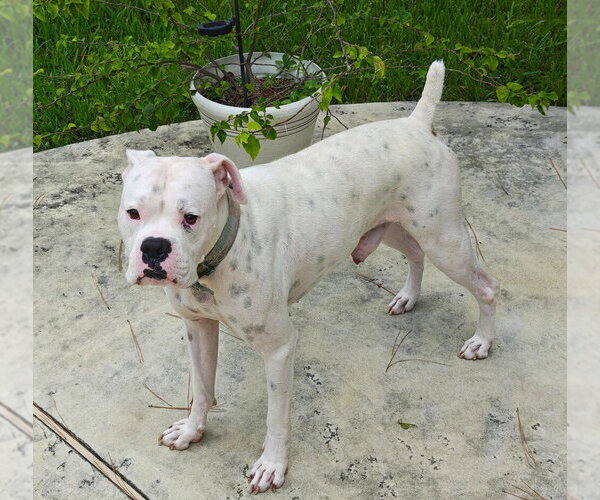 Medium Photo #7 Boxer Puppy For Sale in Austin, TX, USA