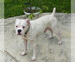 Small Photo #7 Boxer Puppy For Sale in Austin, TX, USA