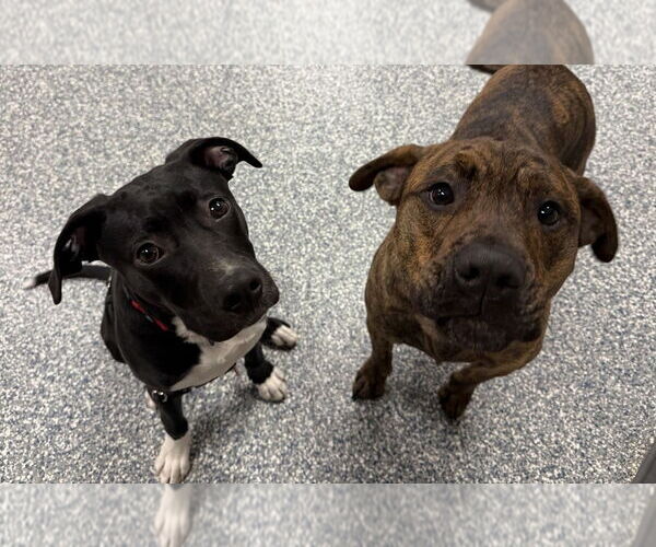 Medium Photo #7 Mutt Puppy For Sale in Bemidji, MN, USA