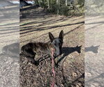 Small Photo #2 Holland Shepherd Puppy For Sale in Imlay City, MI, USA
