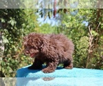 Small #21 ShihPoo
