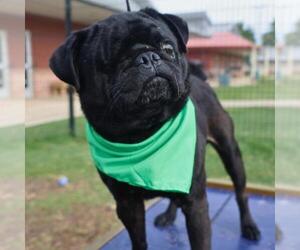 Pug Dogs for adoption in San Antonio, TX, USA