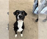 Small #1 Labrador Retriever Mix