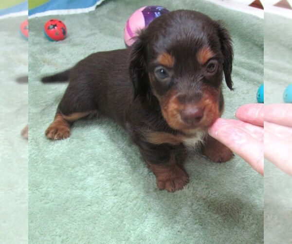 Medium Photo #1 Dachshund Puppy For Sale in RATTAN, OK, USA