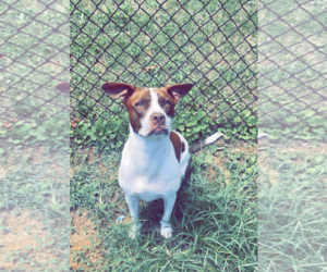 American Staffordshire Terrier-Unknown Mix Dogs for adoption in Maryville, TN, USA