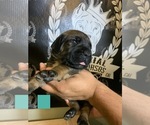 Small Photo #7 Cane Corso Puppy For Sale in HEMET, CA, USA