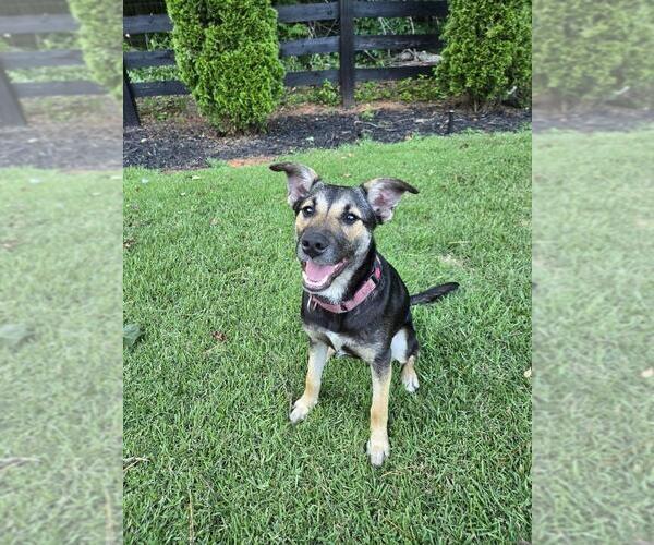 Medium Photo #19 Mutt Puppy For Sale in Brewster, NY, USA