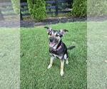 Small #18 Mutt