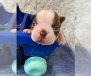 Boston Terrier Puppy for sale in CRKD RVR RNCH, OR, USA