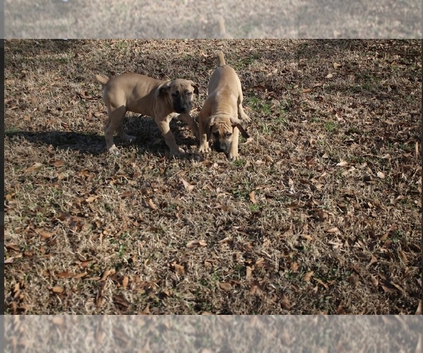 Medium Photo #1 Boerboel Puppy For Sale in NORFOLK, VA, USA