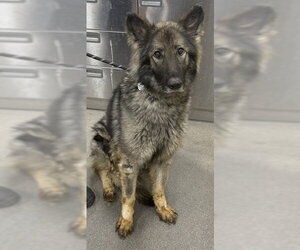 German Shepherd Dog-Norwegian Elkhound Mix Dogs for adoption in Forestville, MD, USA