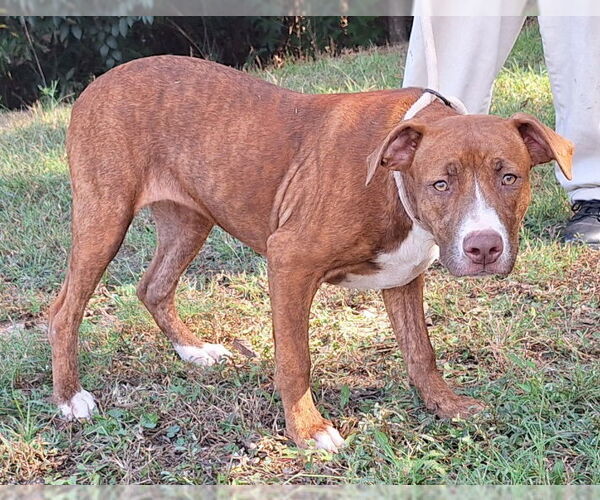 Medium Photo #2 American Pit Bull Terrier-Labrador Retriever Mix Puppy For Sale in Wetumpka, AL, USA