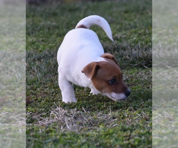 Medium Photo #8 Jack Russell Terrier Puppy For Sale in APPLE GROVE, WV, USA