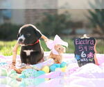 Small #3 Great Dane Mix