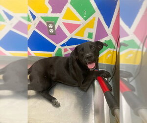 Labrador Retriever-Unknown Mix Dogs for adoption in Baytown, TX, USA