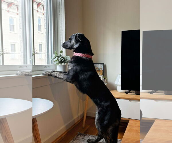 Medium Photo #7 German Shepherd Dog-Unknown Mix Puppy For Sale in Germantown, OH, USA