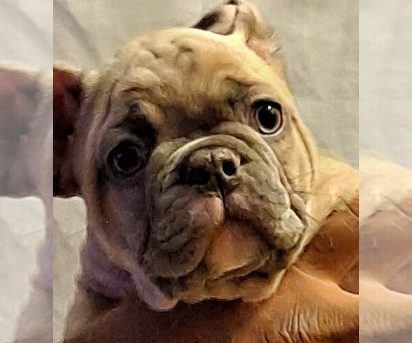 Medium Photo #8 French Bulldog Puppy For Sale in PERRIS, CA, USA