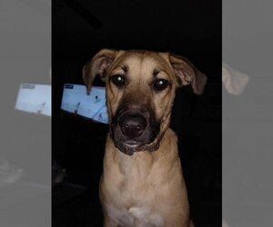 Labrador Retriever-Unknown Mix Dogs for adoption in New York, NY, USA