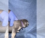 Small Photo #4 American Bully Puppy For Sale in RALEIGH, NC, USA