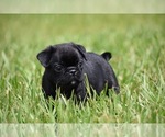 Small #1 Pug
