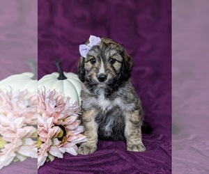 Aussiedoodle Puppy for sale in OXFORD, PA, USA