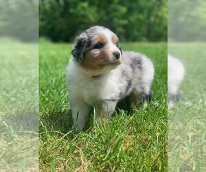 Australian Shepherd Puppy for sale in CLEVES, OH, USA