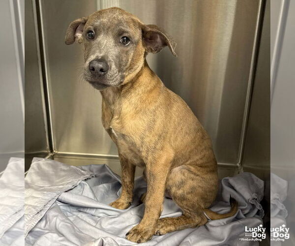 Medium Photo #5 Boxer-Unknown Mix Puppy For Sale in Washington, DC, USA