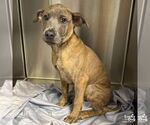 Small #4 Boxer Mix