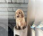 Small Photo #5 Goldendoodle Puppy For Sale in WOODLAND, CA, USA
