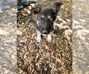 German Shepherd Dog Puppy for sale in ROBINSON, TX, USA