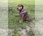 Small #1 Beagle Mix