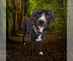 Small #9 Border Collie Mix