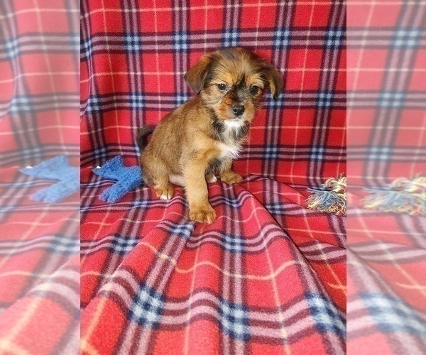 Medium Photo #5 Shih Tzu Puppy For Sale in LAPEER, MI, USA