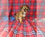 Small #4 Shih Tzu
