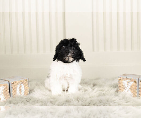 Medium Photo #6 YorkiePoo Puppy For Sale in WARSAW, IN, USA