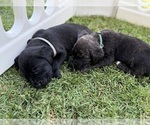 Small Photo #8 Cane Corso Puppy For Sale in LIVERMORE, CA, USA