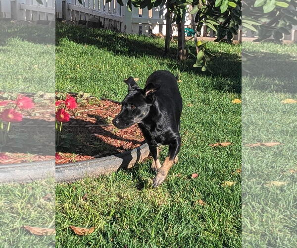 Medium Photo #4 Labrador Retriever-Unknown Mix Puppy For Sale in Escondido, CA, USA